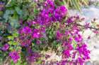 Albaicin, Province of Granada, Andalusia, Spain. A purple flowering bush. Art Print